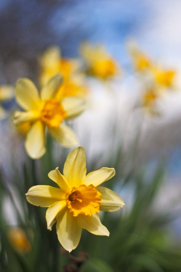 Daffodils in a row with short depth of field