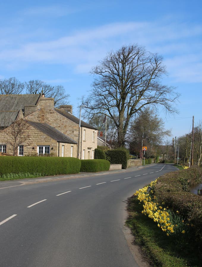 Daffodils Side Village Lane with Houses, Tree Stock Image Image of