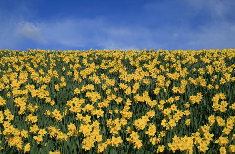 Daffodils And Sky Stock Image Image Of Horizontal Field 4002305