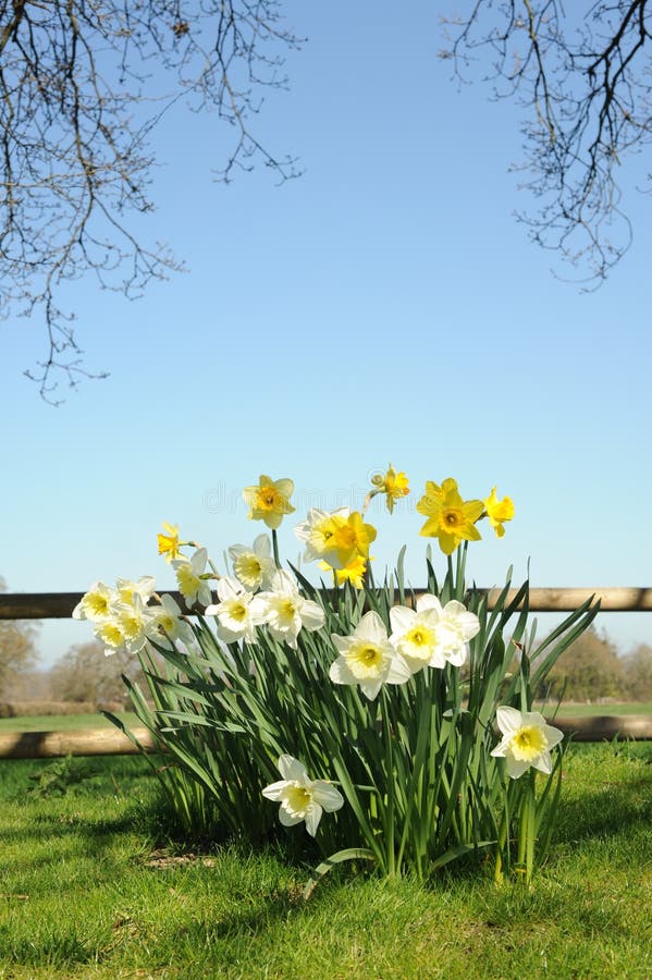 Daffodils in spring stock image. Image of daffodils, season 24926843