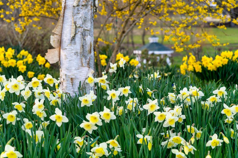 Daffodils in the Spring stock image. Image of seasons 214417719