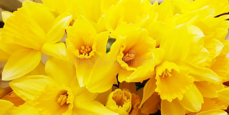 Daffodils