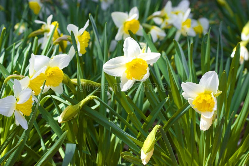 Daffodils In The Sun Picture. Image 5044076