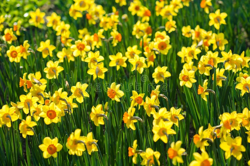 Daffodils in Sunlight stock photo. Image of springtime 53325338