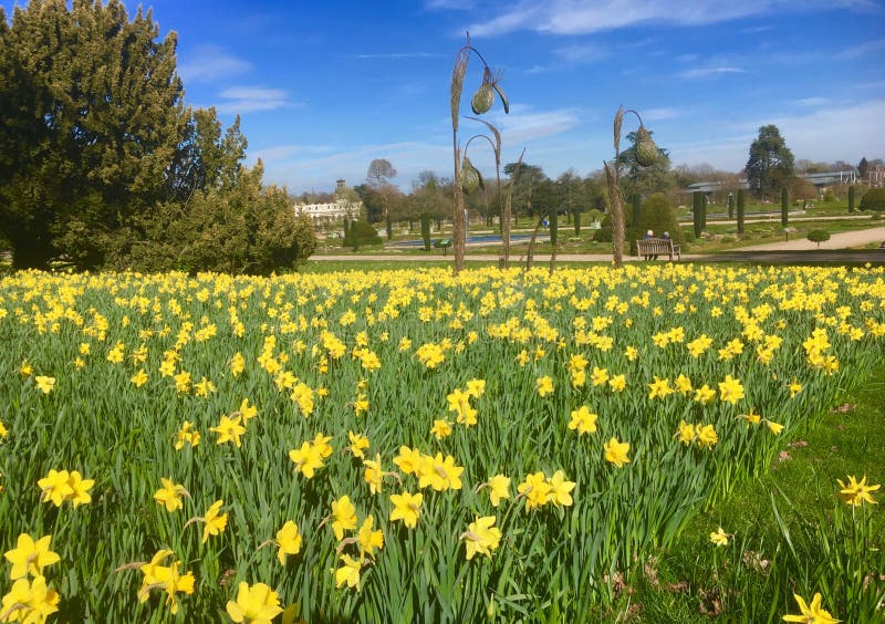 Daffodils at Trentham