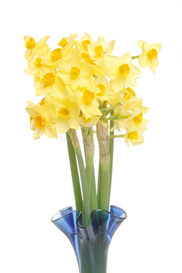 Daffodils in a vase stock image. Image of flower, orange 11566593