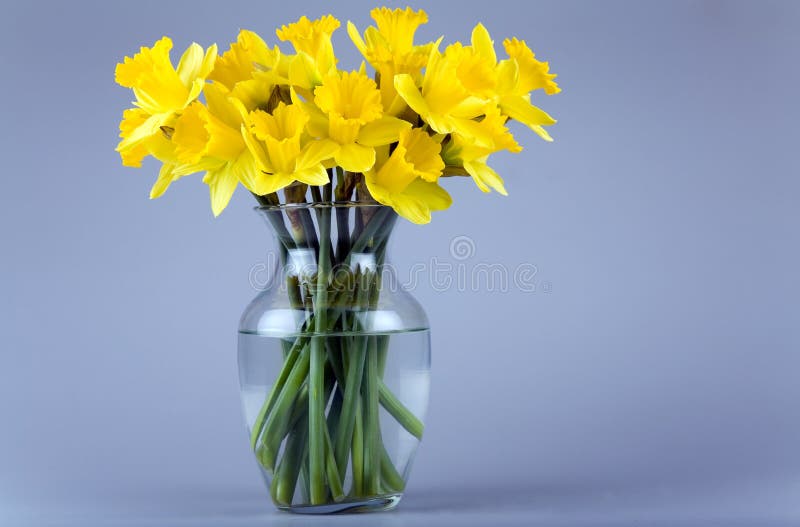 Daffodils in a vase stock image. Image of gardens, daffodil 613737