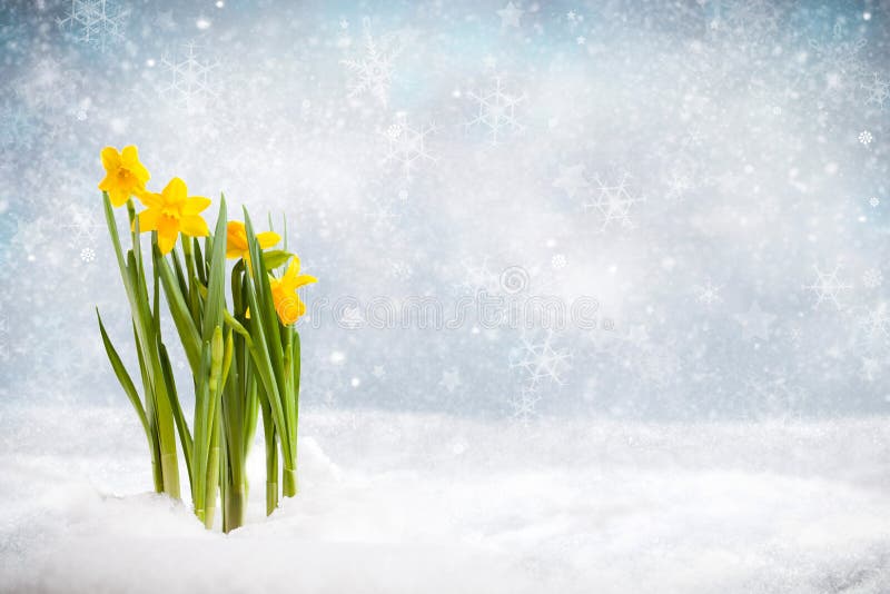 Daffodils in a Winter Scene Breaking through Snow Stock Image Image