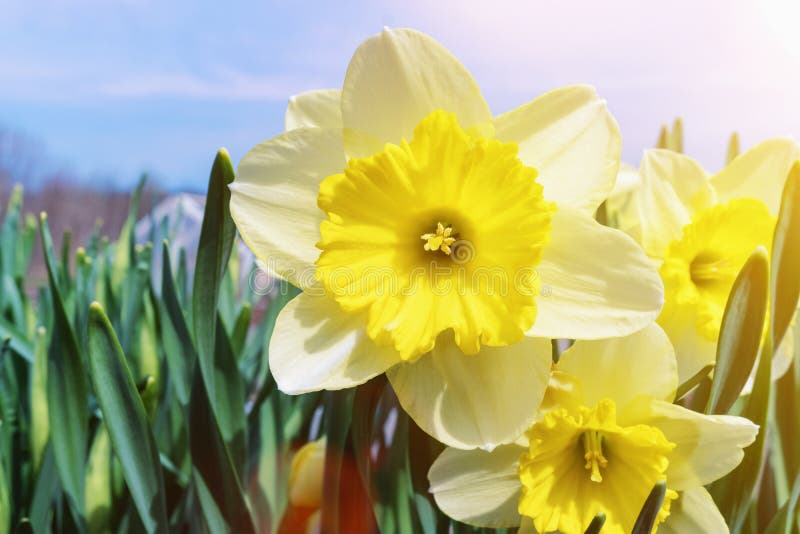 Daffodils цветков весны на яркий солнечный день стоковое фото Daffodils цветков весны на яркий солнечный день стоковое фото