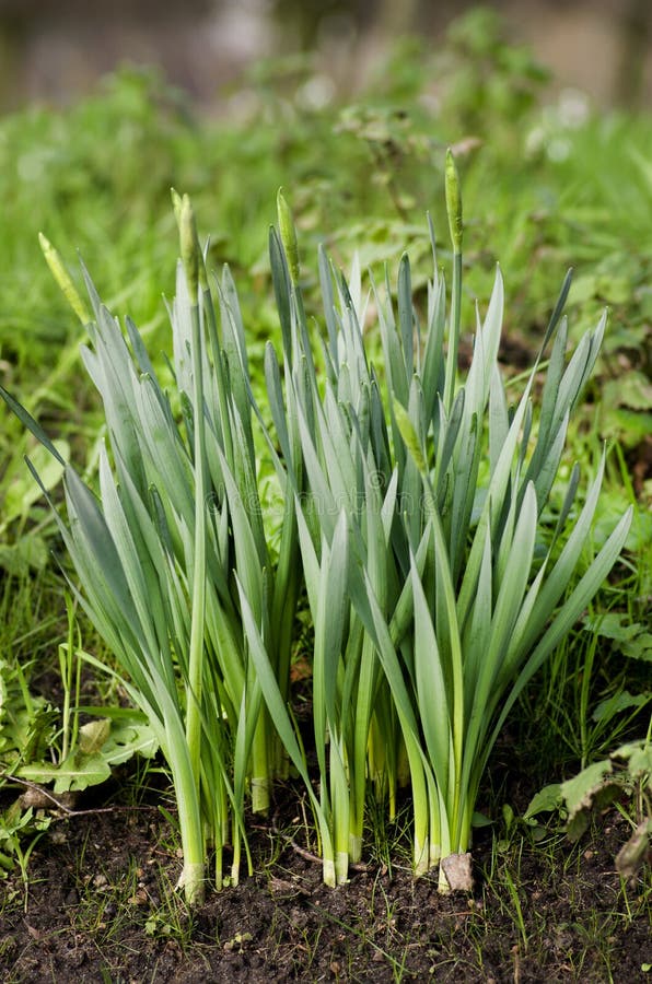 Daffodils πρίν ανθίζει στον κήπο Ο χρόνος άνοιξη… αυξήθηκε φύλλα, φυσική ανασκόπηση στοκ φωτογραφία Daffodils πρίν ανθίζει στον κήπο Ο χρόνος άνοιξη… αυξήθηκε φύλλα, φυσική ανασκόπηση στοκ φωτογραφία