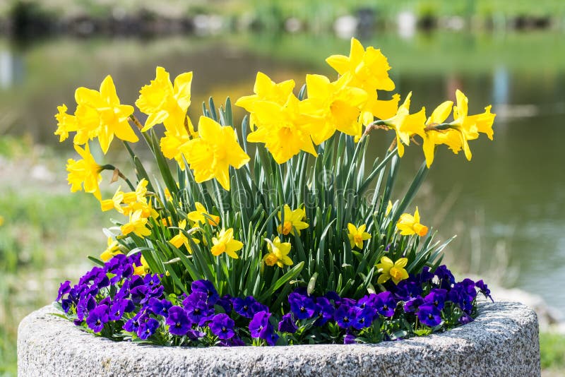 Arrangement of yellow daffodil and purple pansy flowers. Arrangement of yellow daffodil and purple pansy flowers