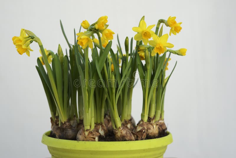 Daffodils и шарики в баке на белизне стоковое фото rf Daffodils и шарики в баке на белизне стоковое фото rf