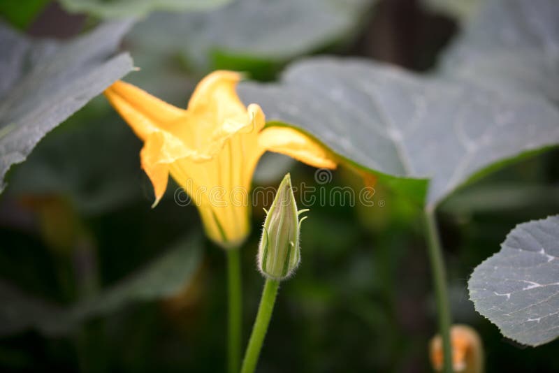 Daffodle all'aperto all'inizio dell'autunno.