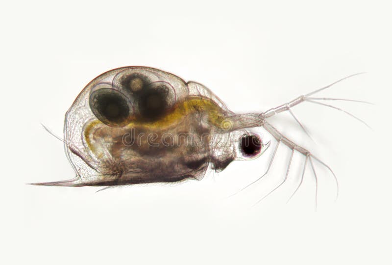 Dafnia planctonica probabilmente Daphniidae Scapholebris Mucronata di crostacei Zooplancton d'acqua dolce dal microscopio fotografie stock libere da diritti Dafnia planctonica probabilmente Daphniidae Scapholebris Mucronata di crostacei Zooplancton d'acqua dolce dal microscopio fotografie stock libere da diritti