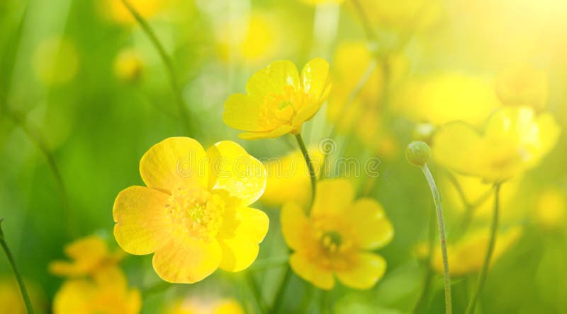 Buttercup flowers and summer day. Buttercup flowers and summer day