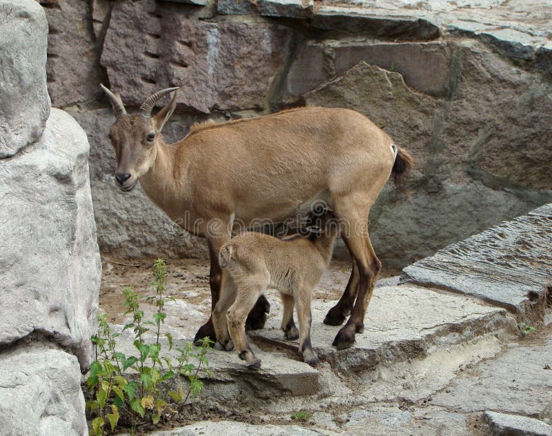 Dagestan goat Capra cylindricornis