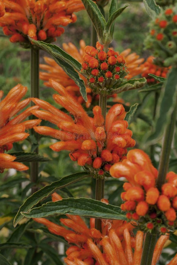 Dagga selvagem da cauda do le?o do leonurus do Leonotis da orelha dos le?es foto de stock Dagga selvagem da cauda do le?o do leonurus do Leonotis da orelha dos le?es foto de stock