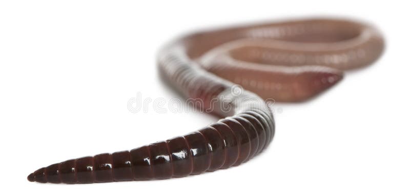 Daggmask - Lumbricus Terrestris Fotografering för Bildbyråer - Bild av ...