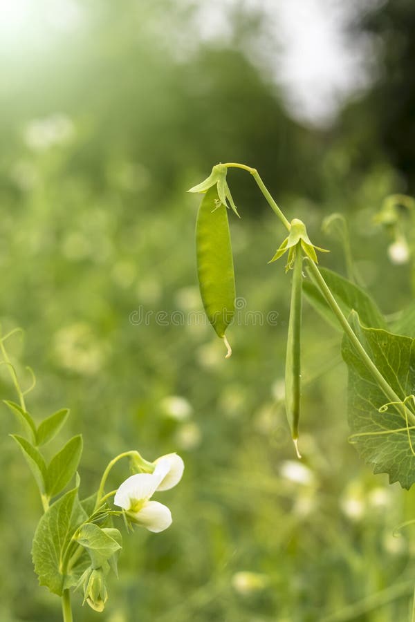 Daylight. shallow depth of field. Peas are blooming in the garden. Natural pure product without the use of chemicals. Daylight. shallow depth of field. Peas are blooming in the garden. Natural pure product without the use of chemicals