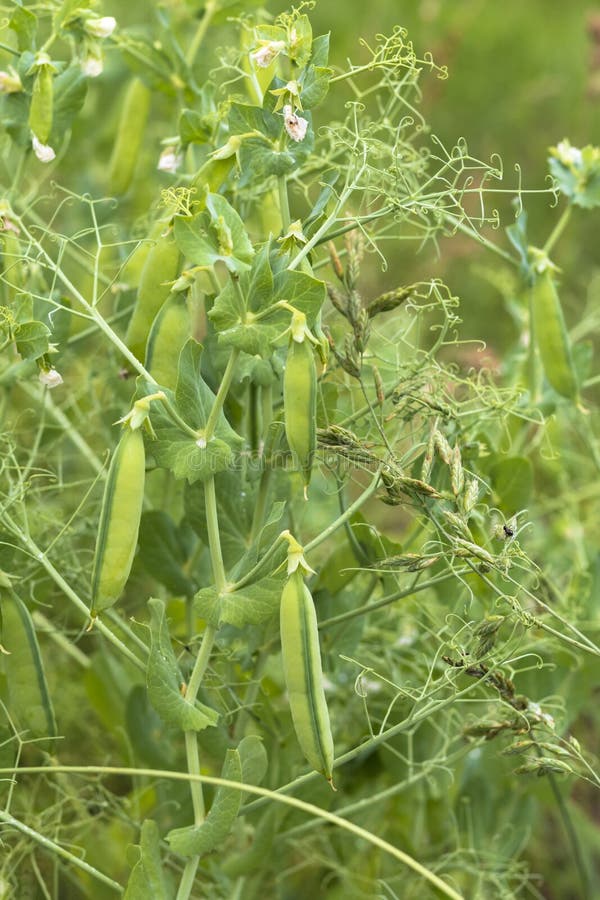 Daylight. shallow depth of field. Peas are blooming in the garden. Natural pure product without the use of chemicals. Daylight. shallow depth of field. Peas are blooming in the garden. Natural pure product without the use of chemicals