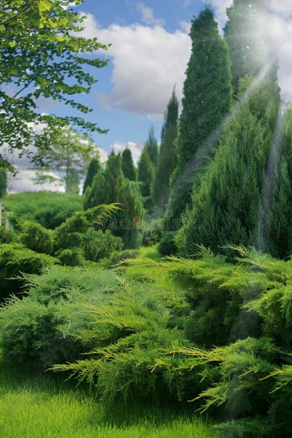 Green forest with blue sky and clouds, a sunny summer day. Green forest with blue sky and clouds, a sunny summer day