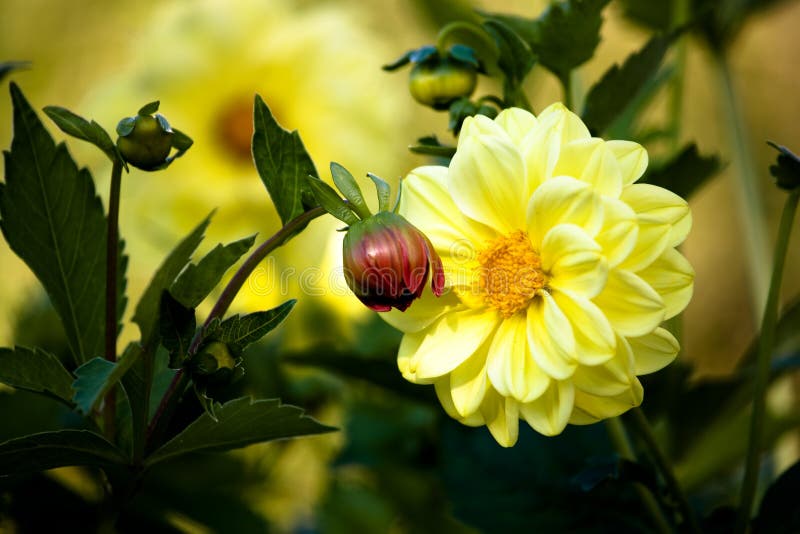 Dahlia royalty free stock photography Dahlia royalty free stock photography