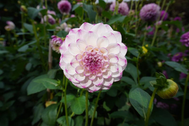 Dahlia in the sun stock image. Image of angiosperms 258732707