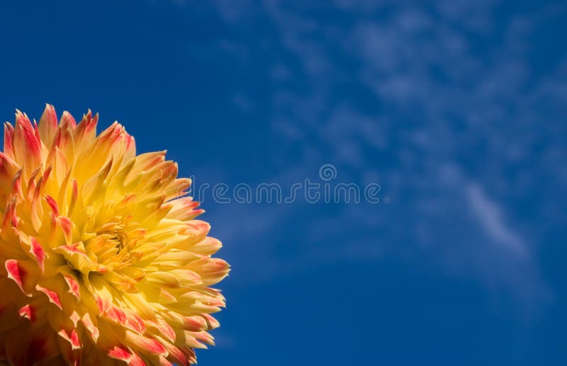 Dahlia on a background of the sky