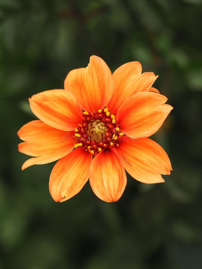 Dahlia Bishop of Oxford stock image. Image of plant - 237576253