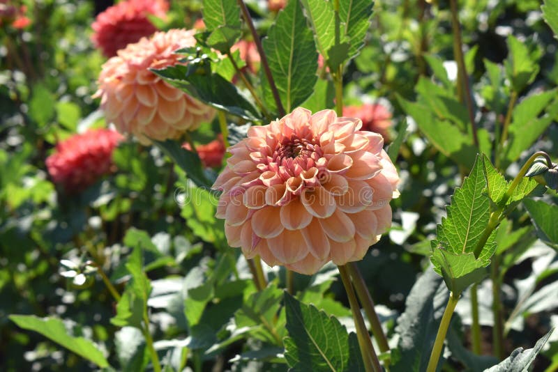 Summer Blooming Dahlia - Blah Blah Blah in the cut flower garden. Summer Blooming Dahlia - Blah Blah Blah in the cut flower garden