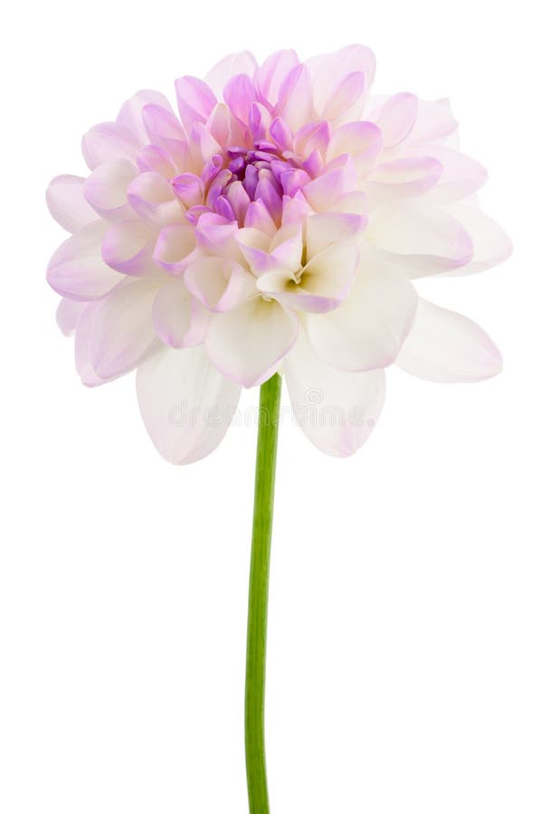 Dahlia blanc d'isolement photo stock Dahlia blanc d'isolement photo stock
