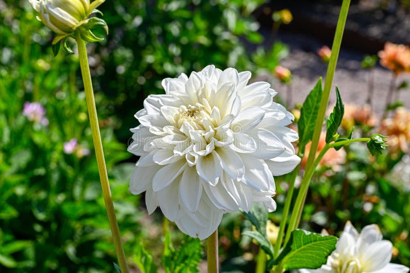 Dahlia Blanche X Pinnata Dans Le Jardin Botanique D'uppsala Image stock -  Image du extérieur, fleur: 224870827
