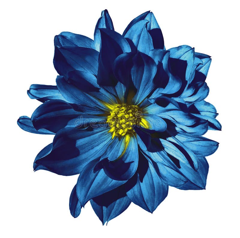 Dahlia blue flower on an isolated white background with clipping path. Closeup. No shadows.