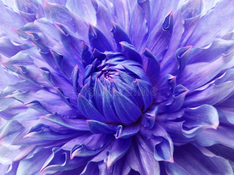 Dahlia blue-violet flower. Macro. Motley big flower. Background from a flower.