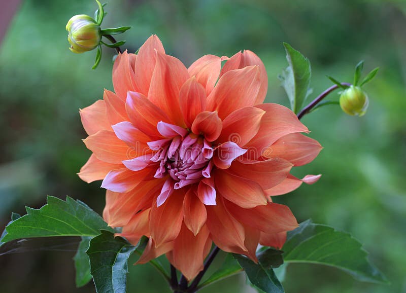 Dahlia Buds and Bloom stock photo. Image of macro, blooming 88173076