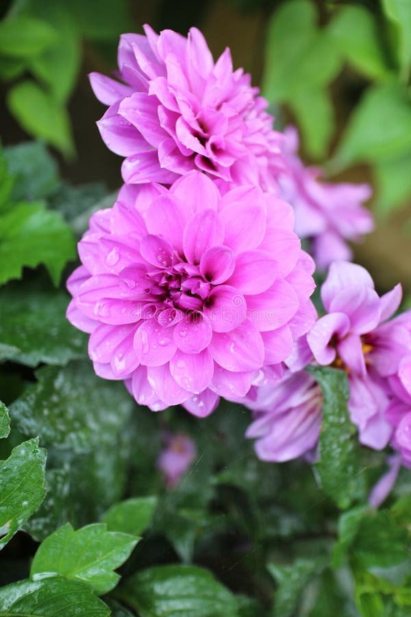 Dahlia is famous for its magnificent colors and beautiful flowers royalty free stock images