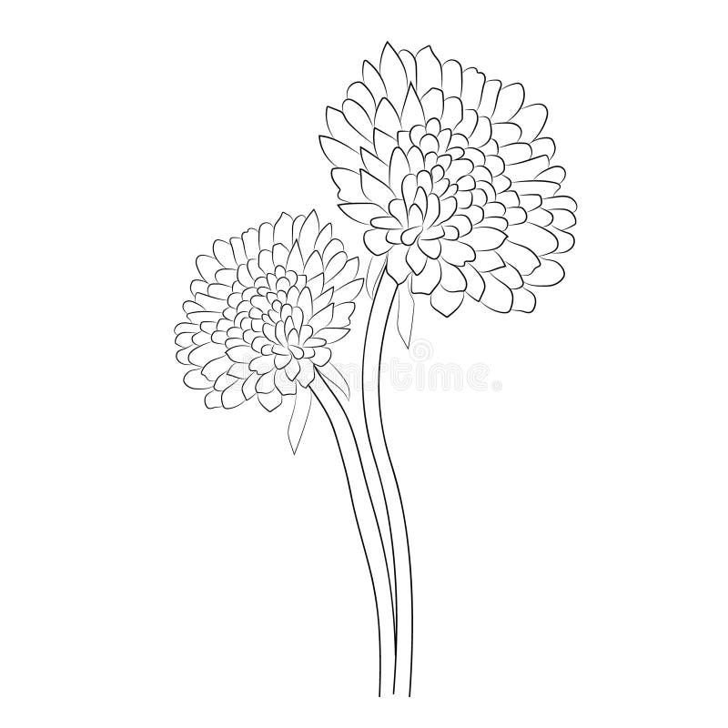 10 Minimalist chrysanthemum tattoo examples