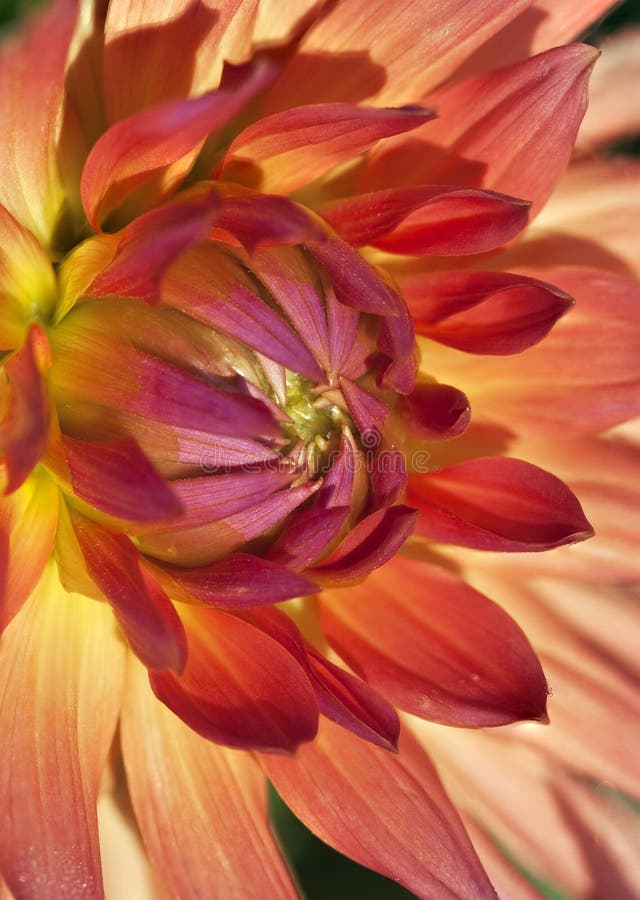 Dahlia flower