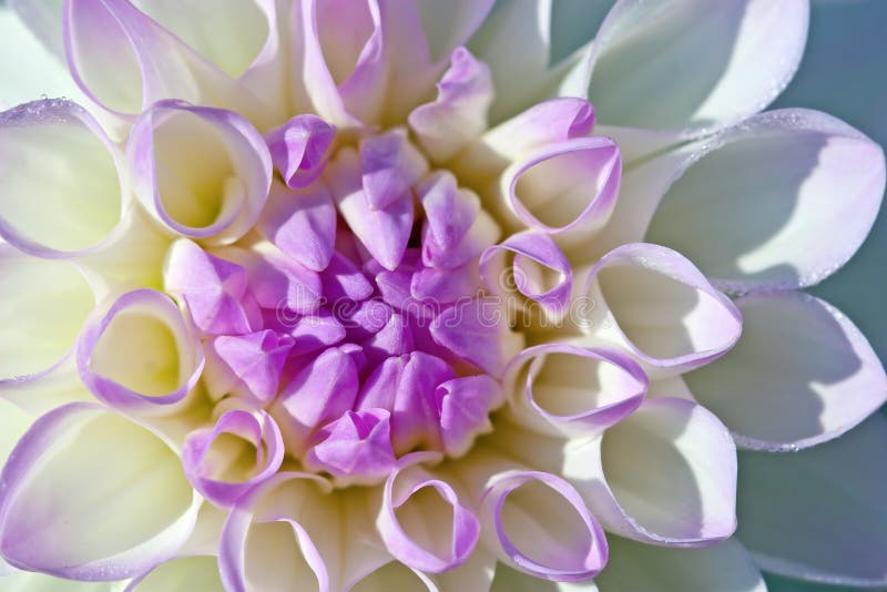 Dahlia flower