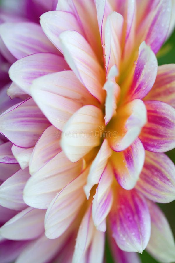 Dahlia flower