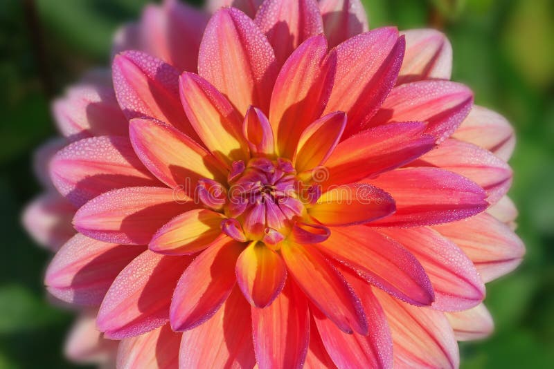 Dahlia flower