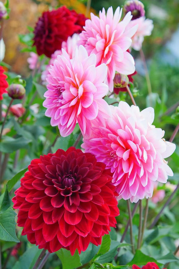 Dahlia flower