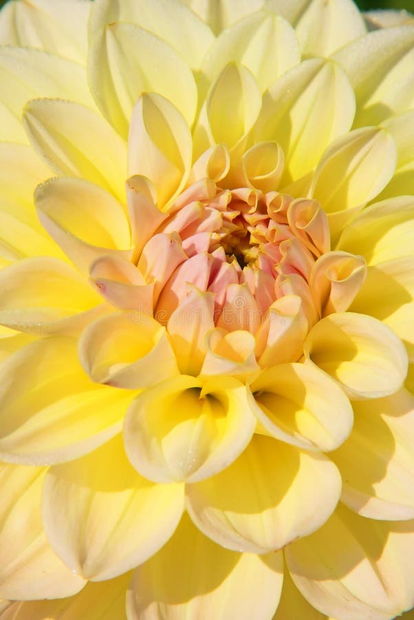 Dahlia flower