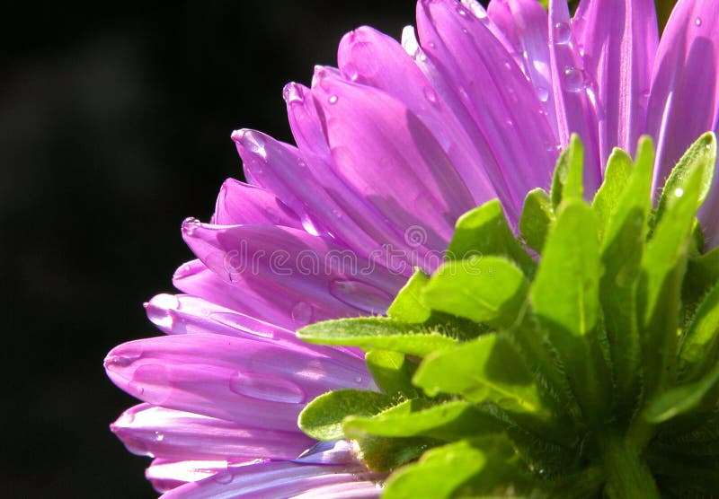 Dahlia flower