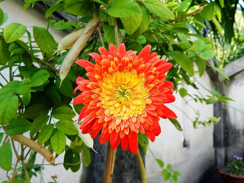 A Dahlia Flower Bloomed in My Rooftop Garden Stock Image Image of