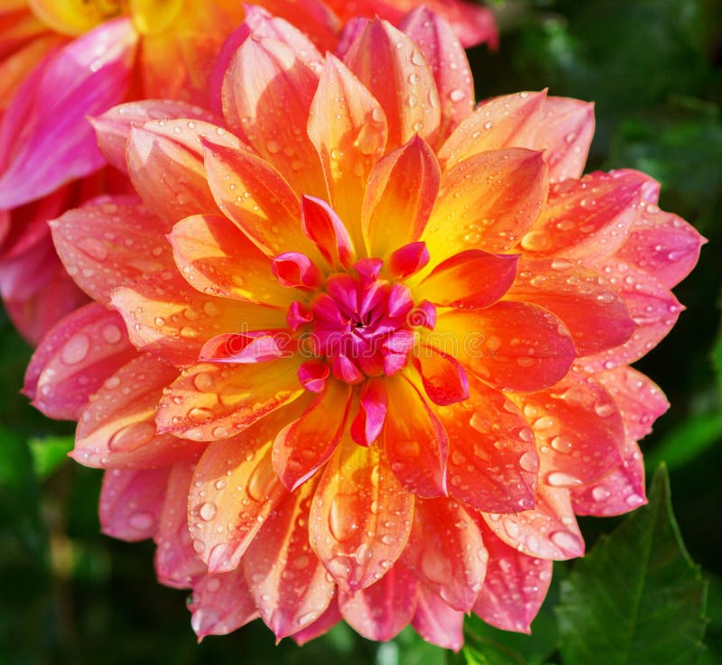 Dahlia Flower Closeup. Colorful Dahlia Flower with Water Drops. Stock