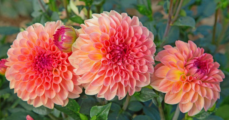 Dahlia flower