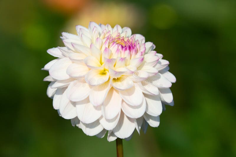 Dahlia flower