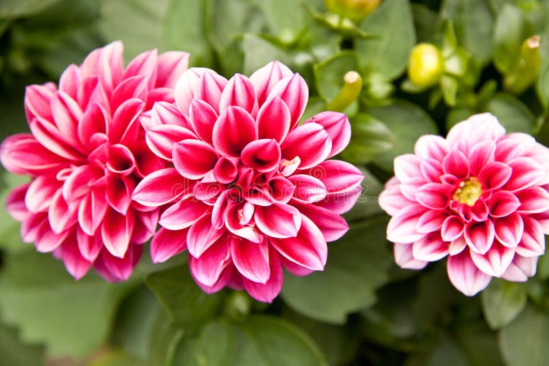 Dahlia flower stock photo. Image of beautiful, nature 44199348