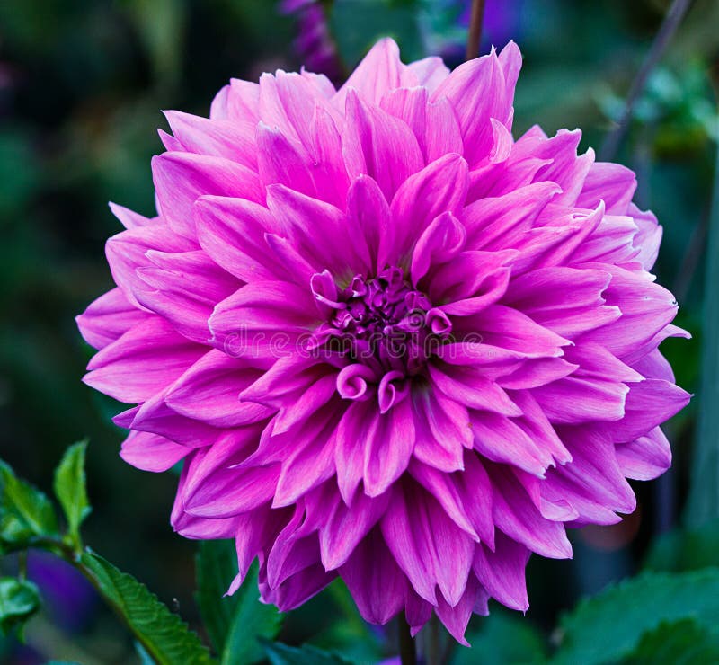 Dahlia Flower Mauve /purple Photo stock Image du fleur, genre 48010716